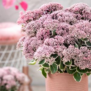 Sedum 'La Vie en Rose'
