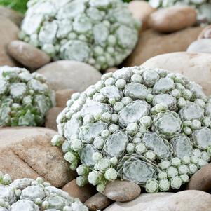 Sempervivum 'Colorockz® Arctic White'