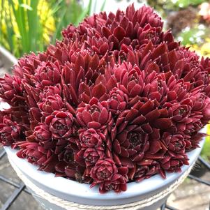 Sempervivum 'Colorockz® Coral Red'