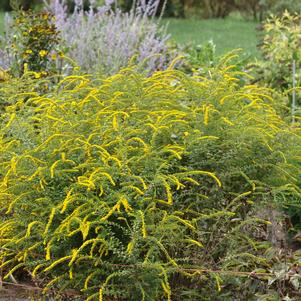 Solidago rugosa 'Fireworks'