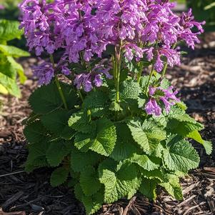 Stachys 'Punky Purple'