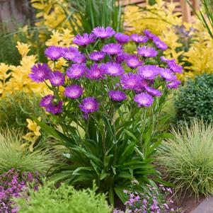 Stokesia 'Amethyst'