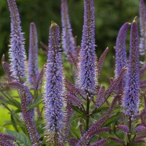Veronicastrum virginicum 'Cupid'