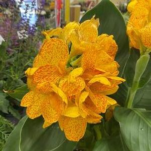 Canna 'Cannova® Gold Leopard'