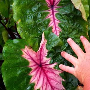 Elephant Ears - Colocasia 'Cleopatra's Kiss'