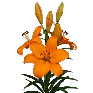 Lilium - LA Hybrid Lily 'Crodino'