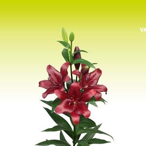Lilium - LA Hybrid Lily 'Malbec'