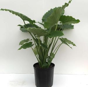 Elephant Ears - Alocasia odora California