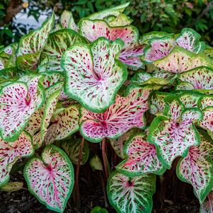 Caladium 'Best Strap Leaf Bicolor'