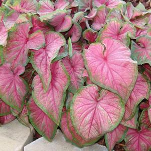 Caladium 'Best Strap Leaf Pink'