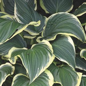 Hosta 'Yellow River'