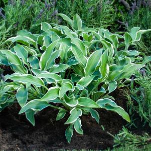 Hosta 'Libby'