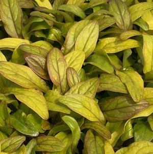 Ajuga 'Feathered Friends™ Petite Parakeet'