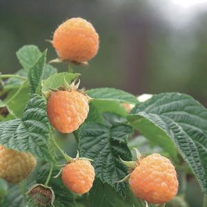 Raspberry 'Anne'