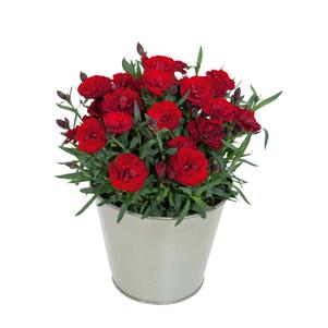 Dianthus 'Carmen™ Burgundy'