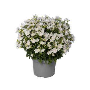 Campanula interspecific 'Cariboo™ White'