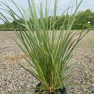 Pampas cortaderia 'Pink'