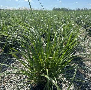 Pampas cortaderia 'White'
