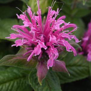 Monarda didyma 'Bee-Mine™ Pink'