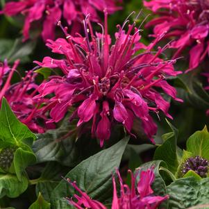 Monarda didyma 'Bee-Mine™ Purple'