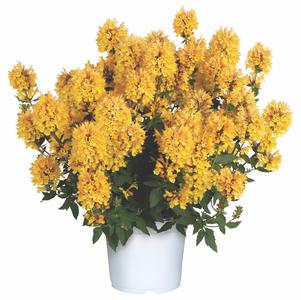 Agastache hybrida 'Honeysticks Gold'