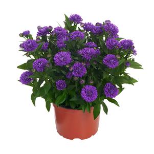 Aster novi-belgii 'Showmakers® Indigo Ice'