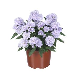 Aster novi-belgii 'Showmakers® Lilac Sunset'