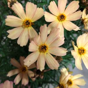 Coreopsis 'Fall Sensation™ Sandstone'