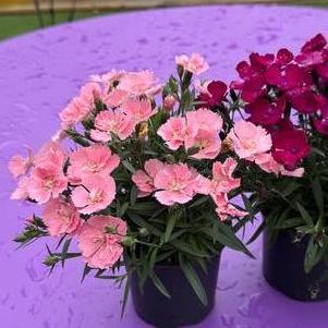 Dianthus 'Beauties® Freya'