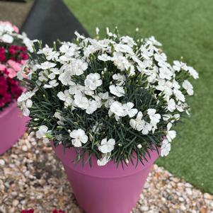 Dianthus 'Beauties® Romee'