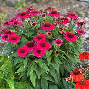 Echinacea 'Sombrero® Fuchsia Fandango'