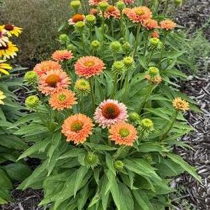 Echinacea 'SunSeekers Pumpkin Pie'
