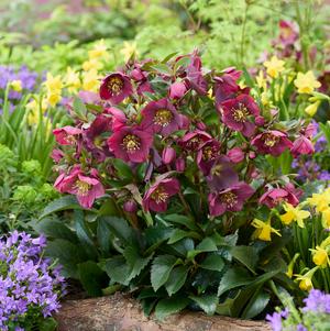 Helleborus 'Spring Sparkle Red'