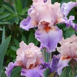 Iris germanica 'Discovered Treasure'