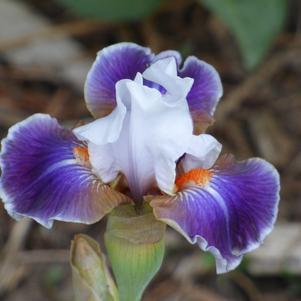 Iris Intermediate Bearded germanica 'Dazzling'
