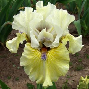 Iris Intermediate Bearded germanica 'Marsh Mist'