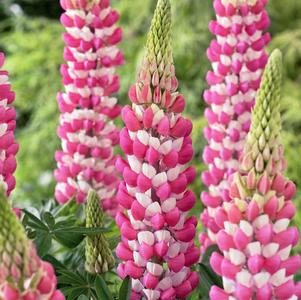 Lupinus 'Westcountry™ Rachel de Thame'