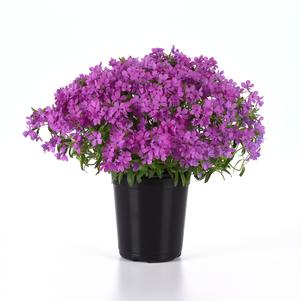 Phlox Woodland hybrida 'Candy Cloud™ Dark Pink'