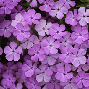 Phlox Woodland hybrida 'Candy Cloud™ Lavender'