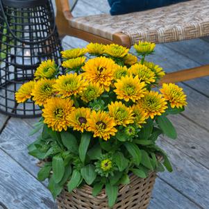 Rudbeckia hirta 'Sunbeckia™ Isabella'