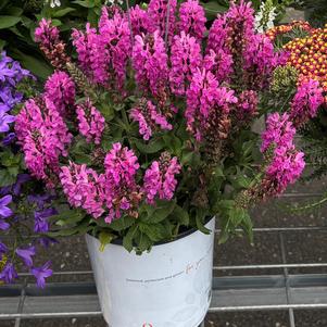 Salvia nemorosa 'Noble Princess'