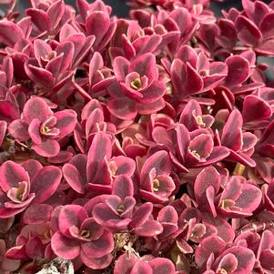 Sedum 'SunSparkler® Neon Nova'