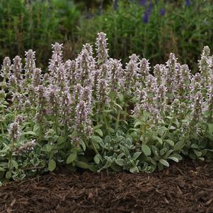 Stachys byzantina Little Lamb