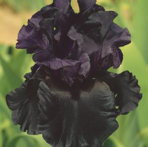 Iris germanica 'Raven Girl'