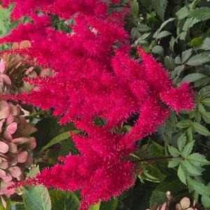 Astilbe 'Music™ Red Drumset'