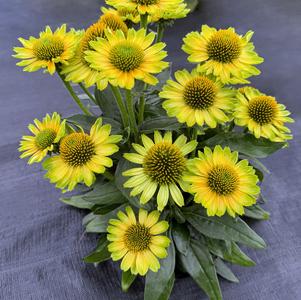 Echinacea 'PRINCESS™ Citrus'