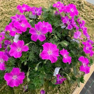 Geranium sanguineum 'Frivolius™ Flashing Pink'