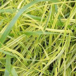 Carex muskingumensis 'Oehme'