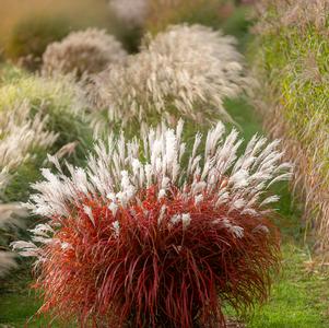 Miscanthus sinensis 'Lady in Red'