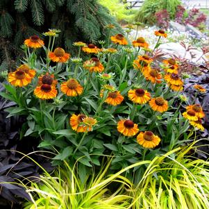 Helenium autumnale 'Short 'n Sassy'